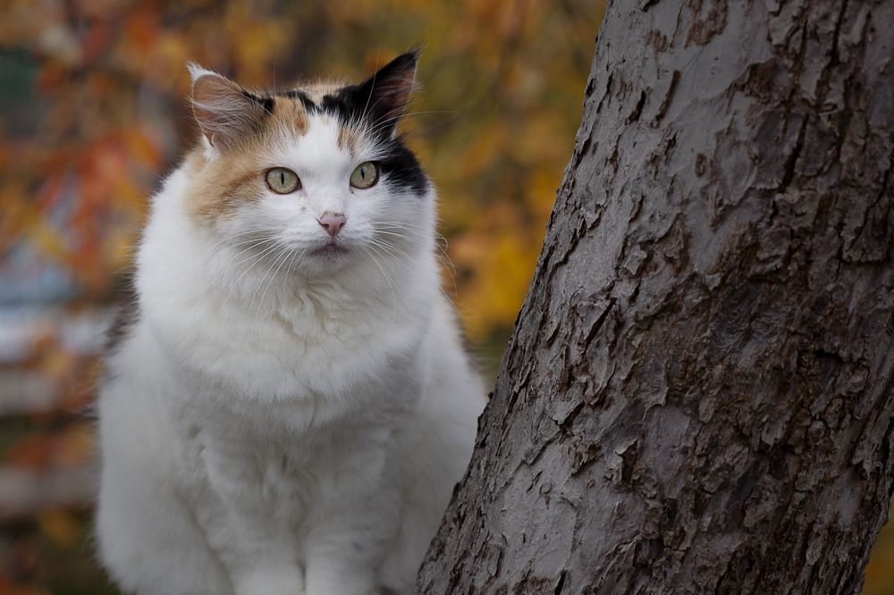 Фотография автора Alena Makushina