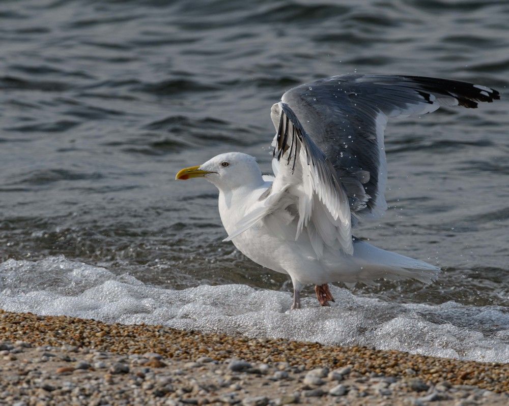 Photograph by Владимир Шаботин
