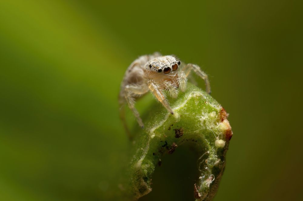 Фотография автора Олесь Парицкий