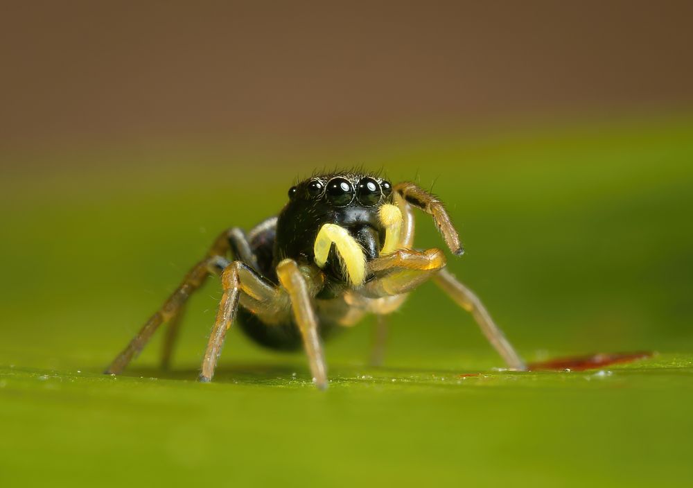 Фотография автора Олесь Парицкий