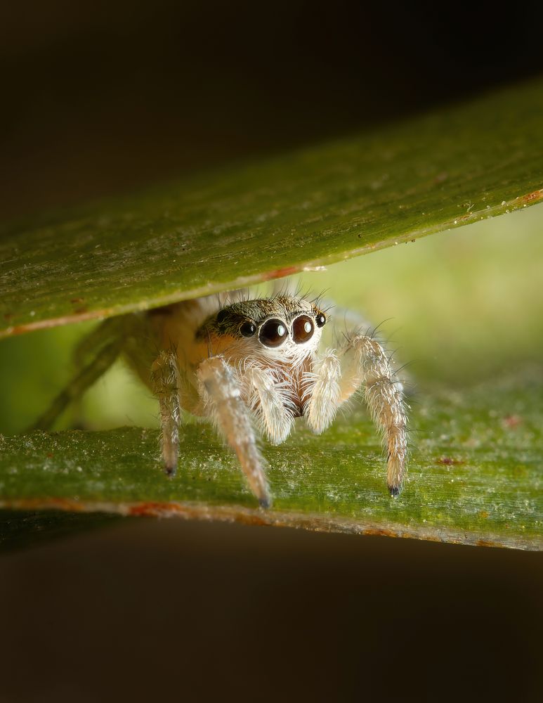 Фотография автора Олесь Парицкий