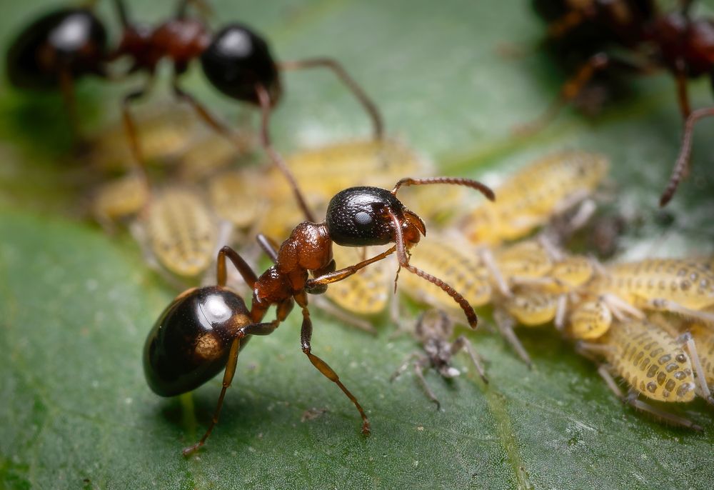 Фотография автора Олесь Парицкий