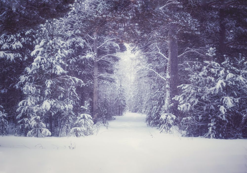 Монохромная зима