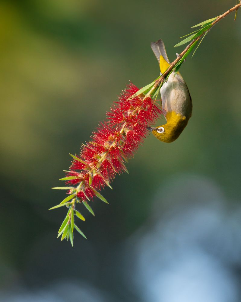 Фотография автора Mainak Halder