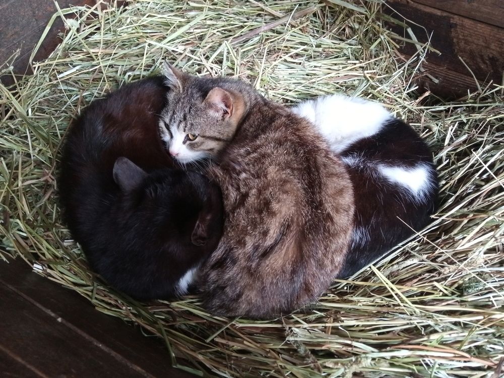 Photo #8698566