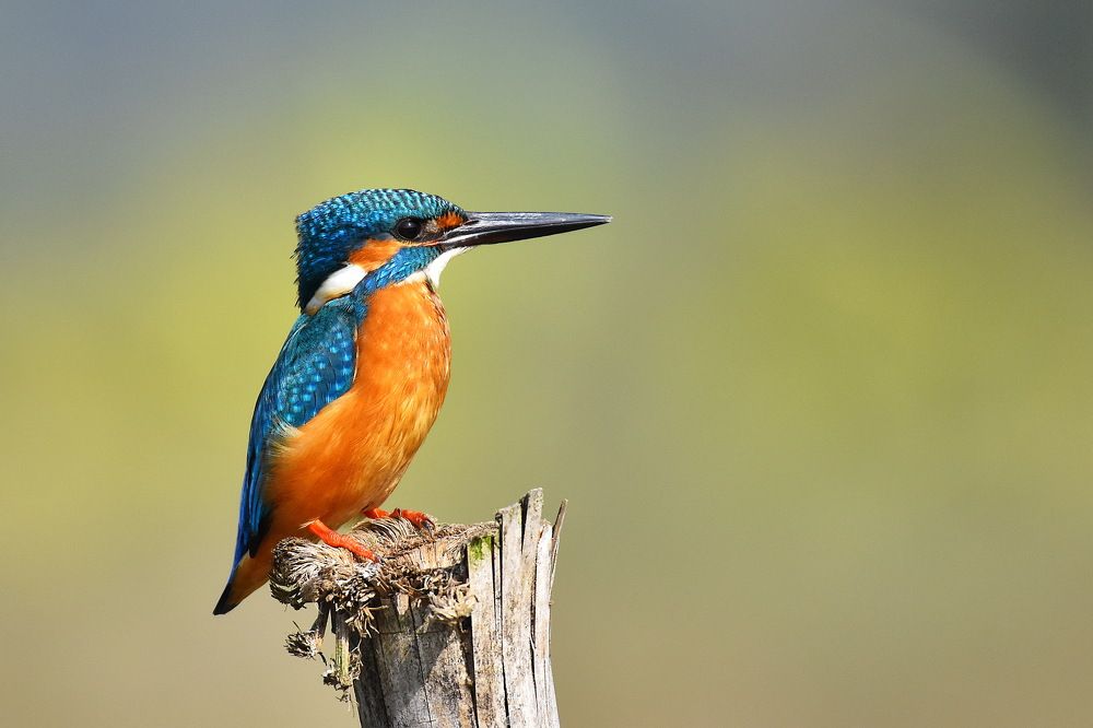 Photograph by Titash Nath