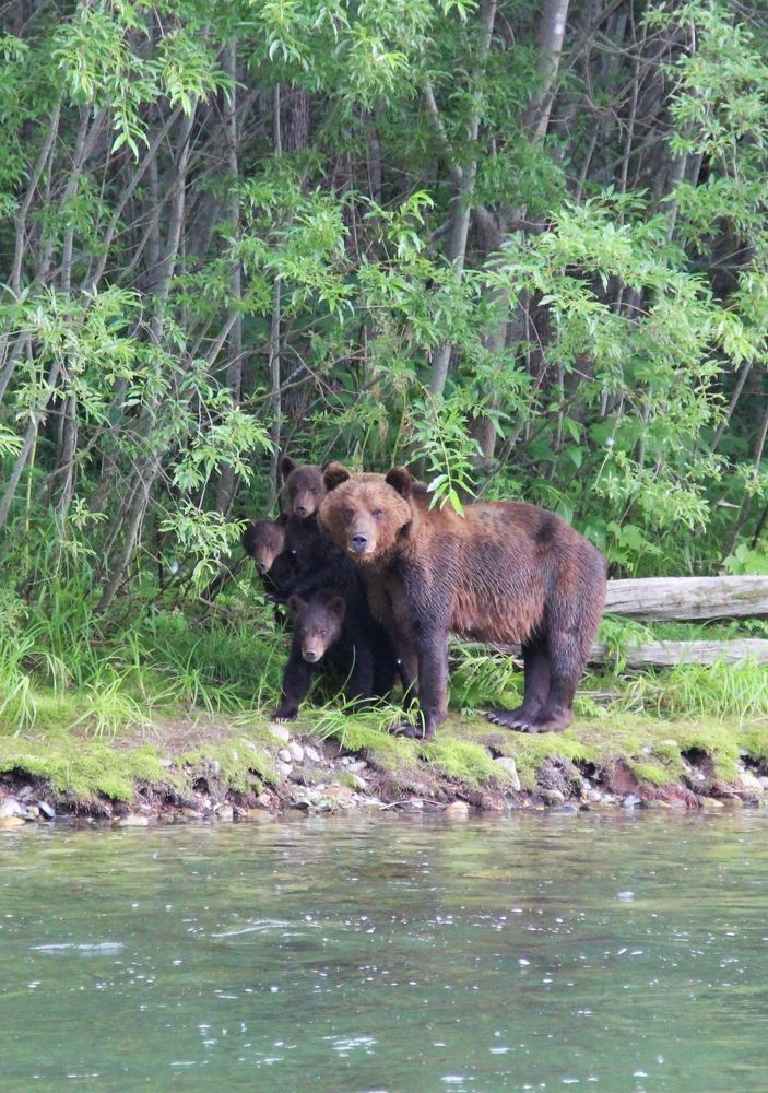 Медвеженогорыныч и мама)