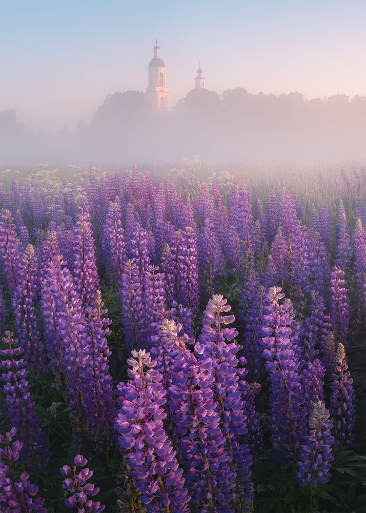 Lupine Morning