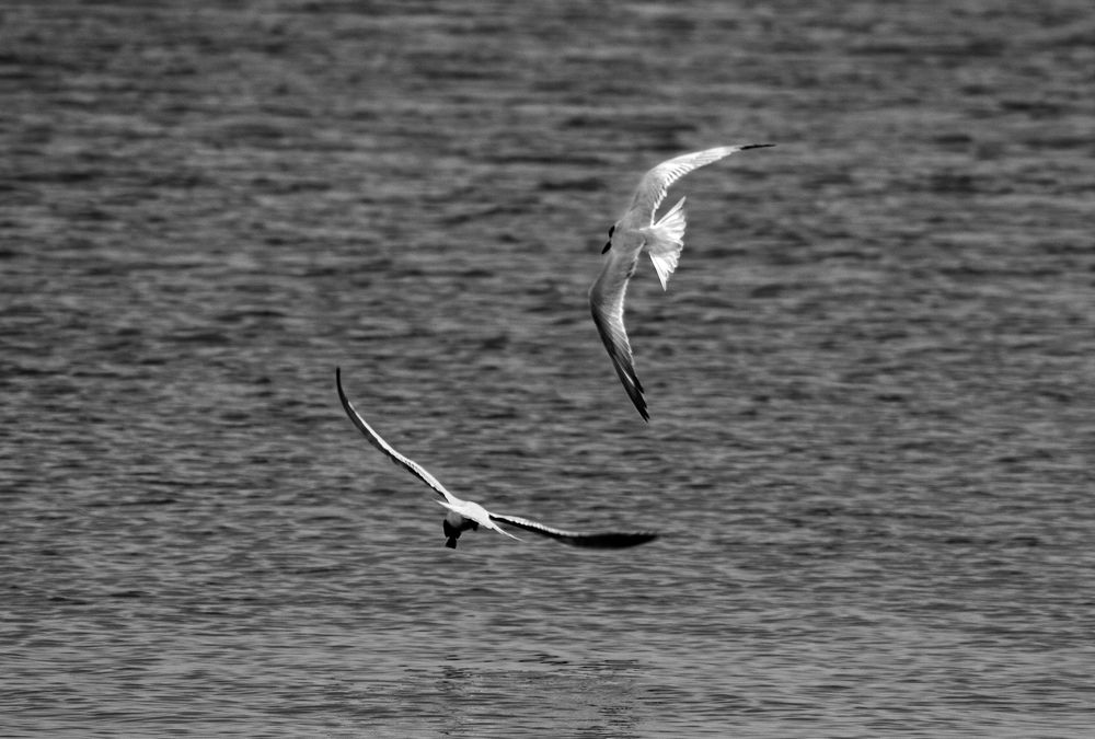 Photograph by Mohamed Dakrony