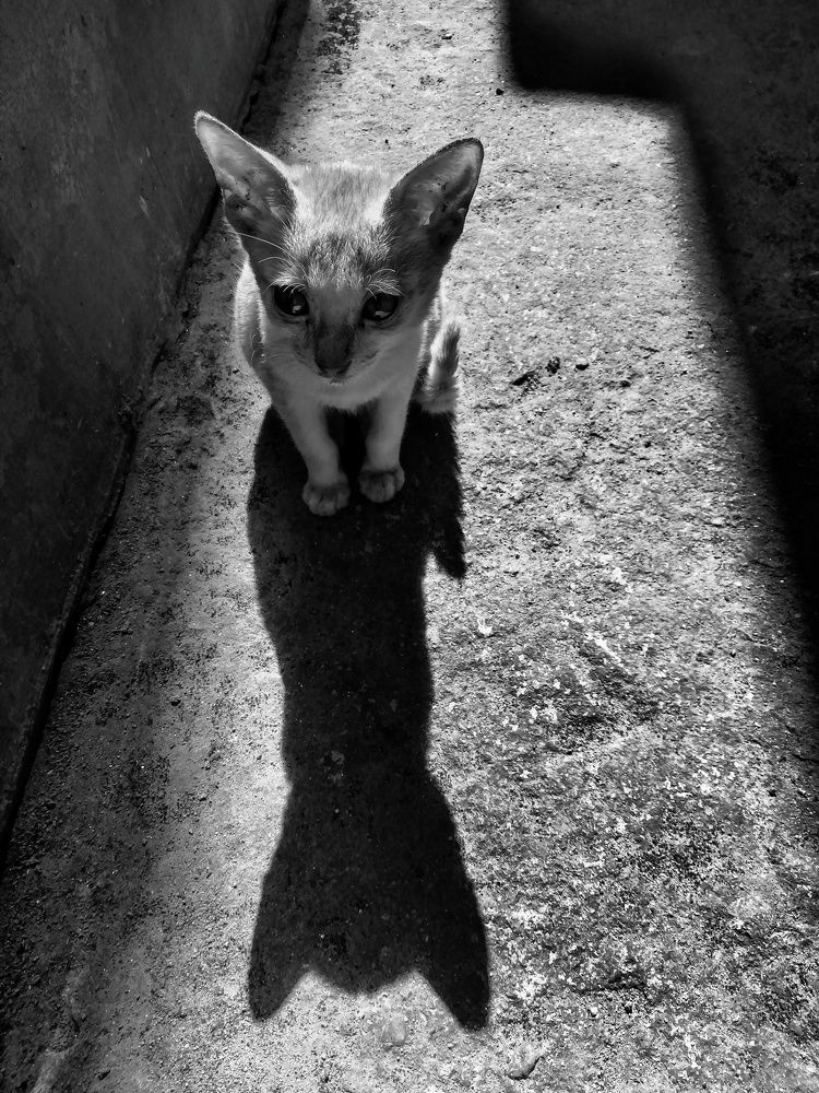 Photograph by Prasanta Roy