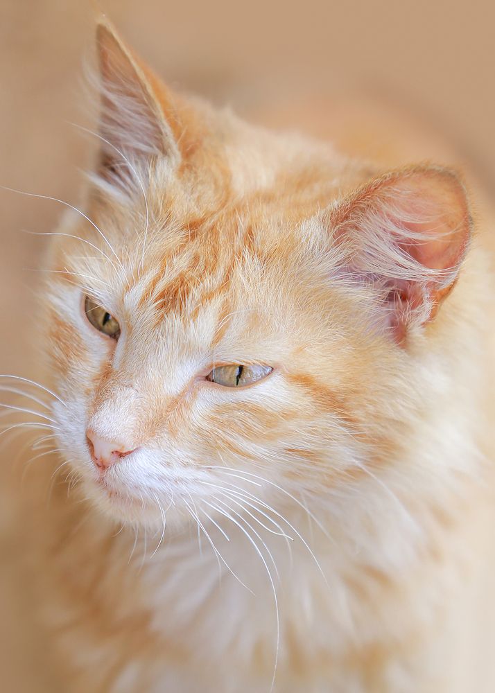 Photograph by Suresh Kaushalya