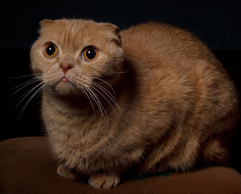 Photograph by Орехова Татьяна