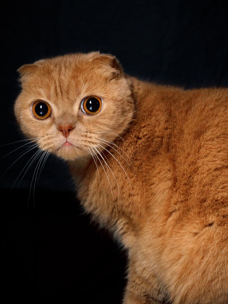 Photograph by Орехова Татьяна