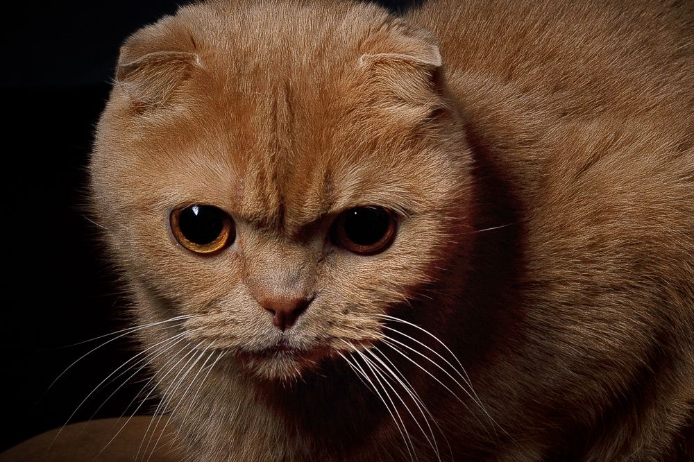 Photograph by Орехова Татьяна