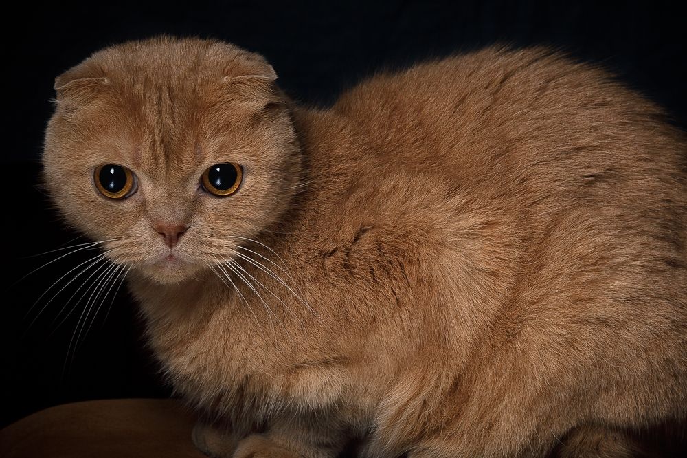 Photograph by Орехова Татьяна