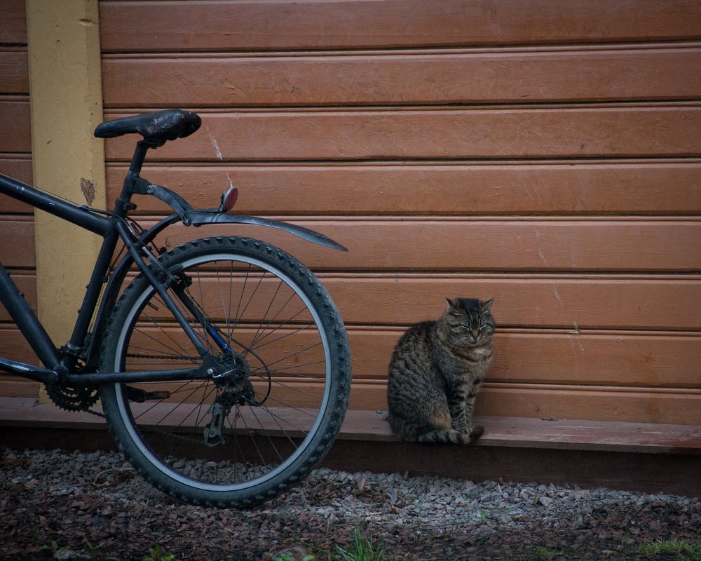 Котик под дождем