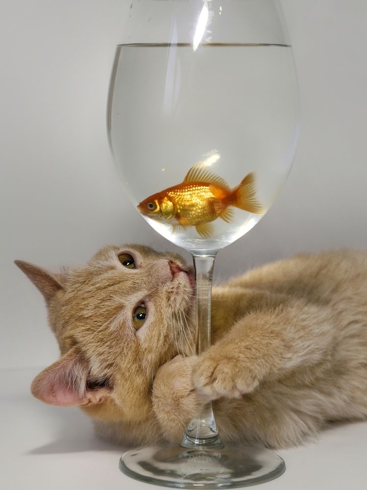 Photograph by Елена Чащина