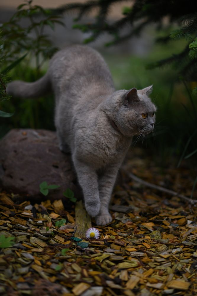 Photograph by Алиса Чечина