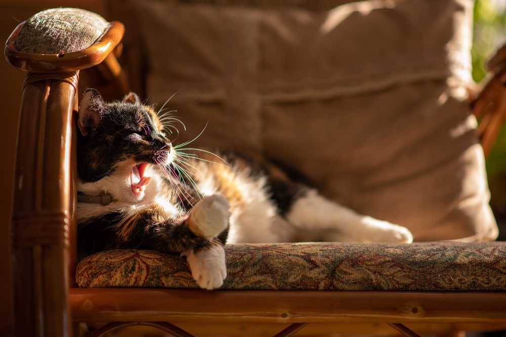 Photograph by Алиса Чечина