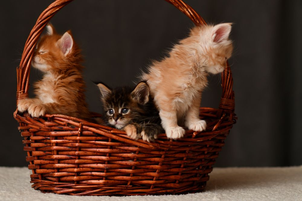 Photograph by Алиса Чечина