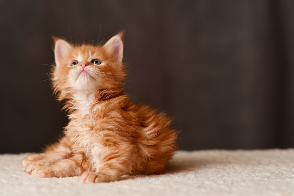 Photograph by Алиса Чечина