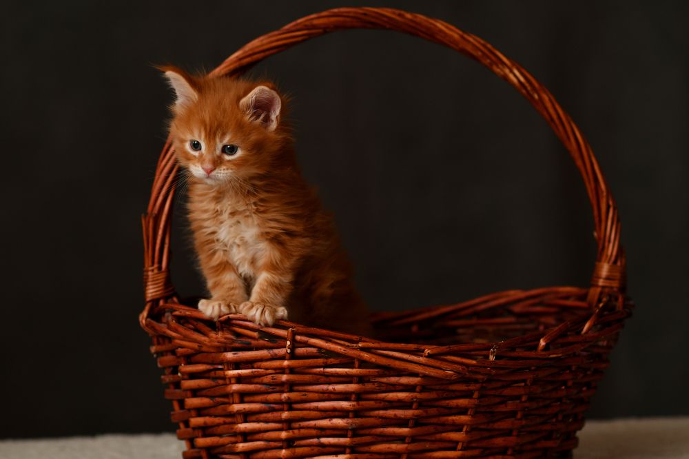 Photograph by Алиса Чечина