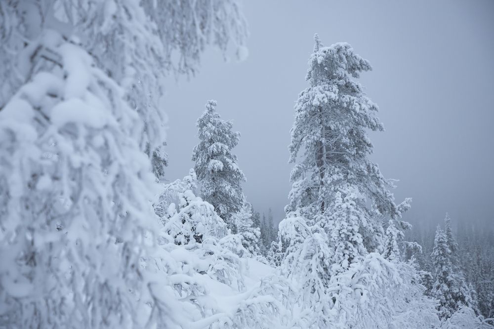 Photograph by Юлия Лазебная