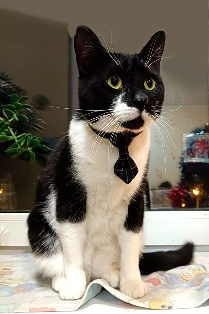 Маленький джентельмен Борис