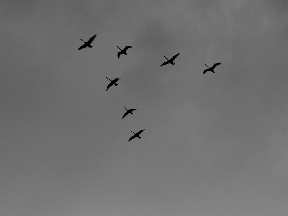 Photo #8699607