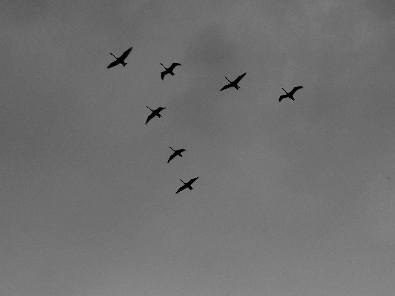 Photo #8699607
