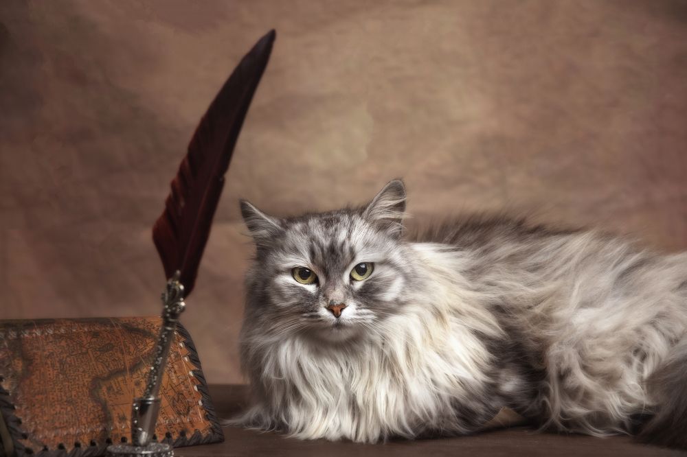 Photograph by Antonio Corrias