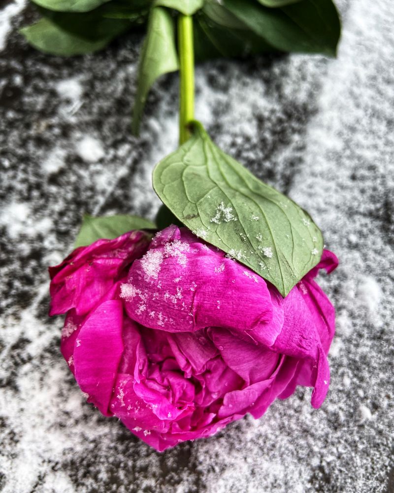 Photograph by Oksana Smorodina