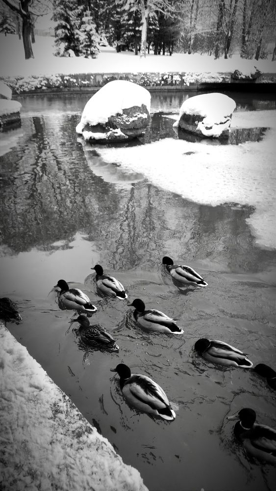 Photograph by Ирина Подлубная