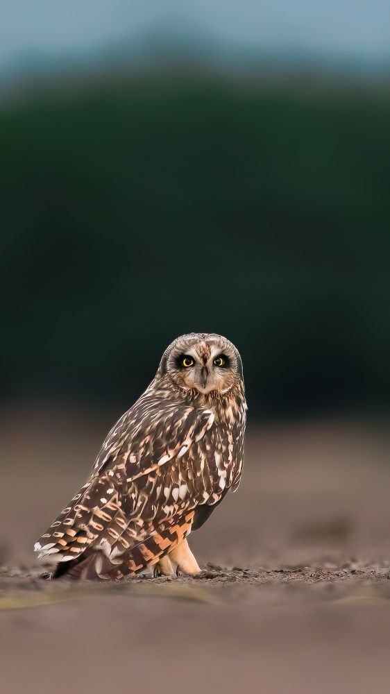 Фотография автора Sunny Vaghadia