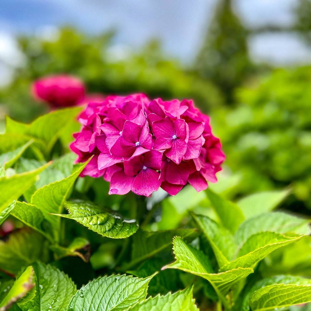 Hortensias / Hydrangeas