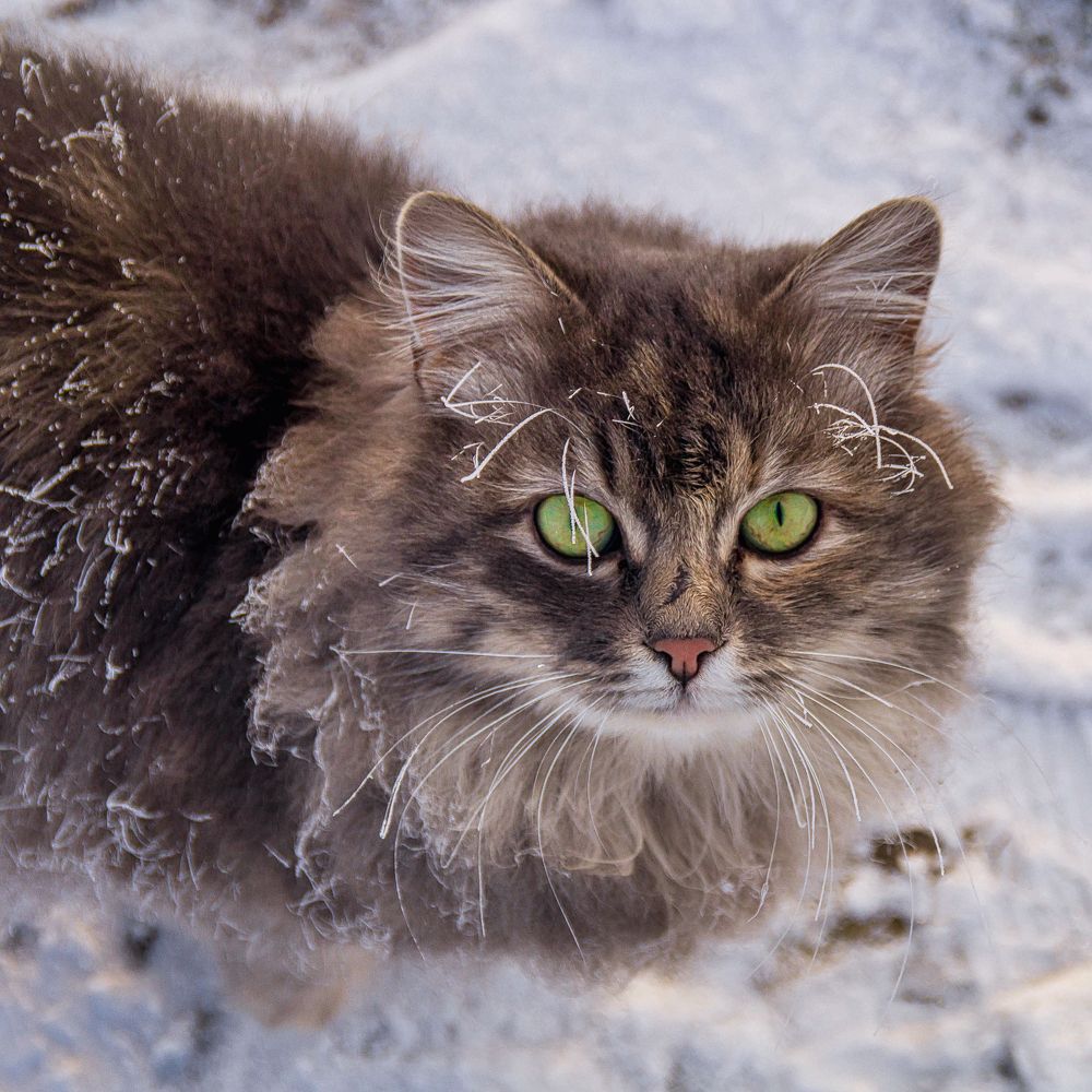 Весь покрылся инеем, абсолютно весь