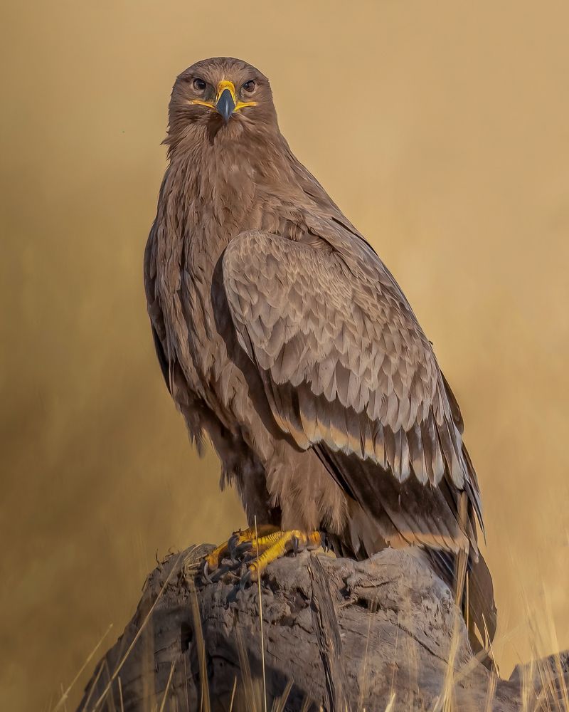 Фотография автора Sunny Vaghadia