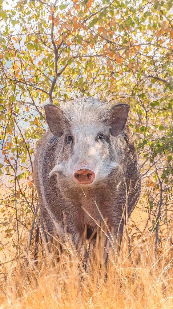 Фотография автора Sunny Vaghadia