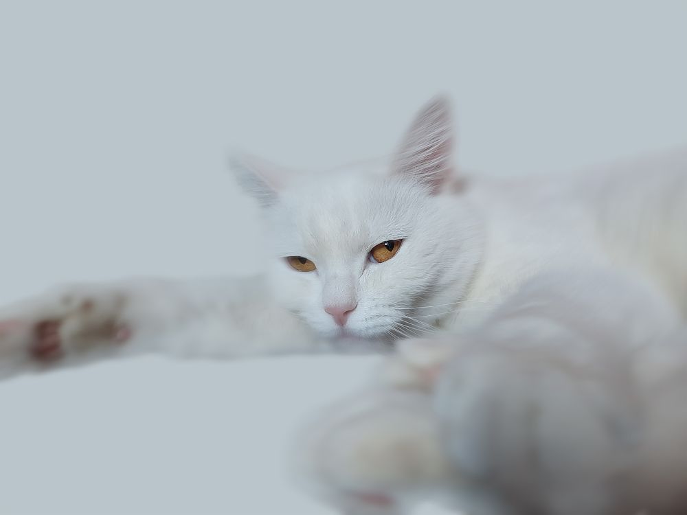 Фотография автора Дмитрий Нефёдов