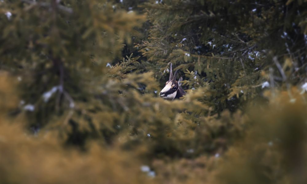 Photograph by Tudor Ghioc