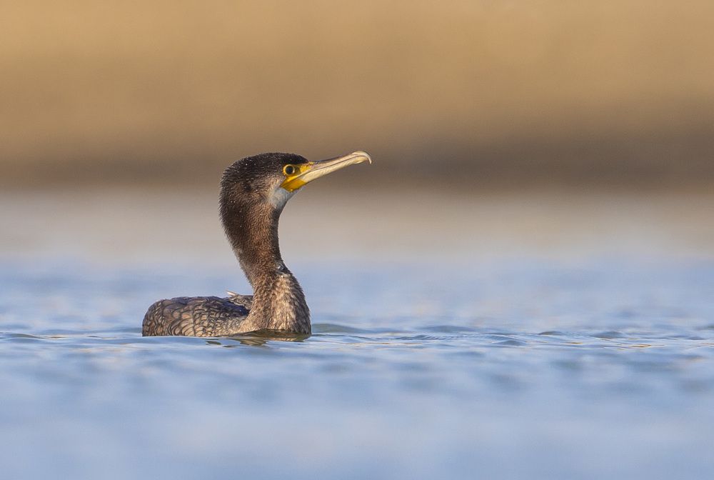 Photograph by Vasos Vasiliou