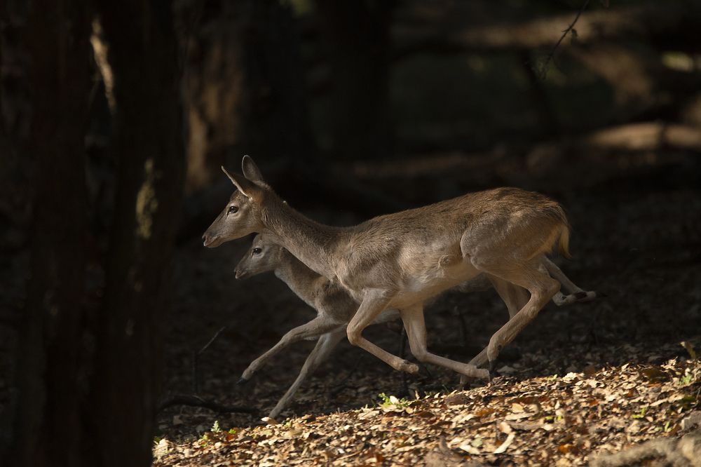 Photograph by mehdi mohebi pour