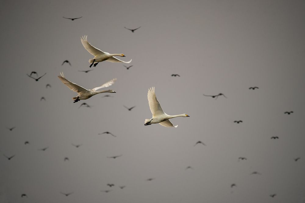 Photograph by mehdi mohebi pour