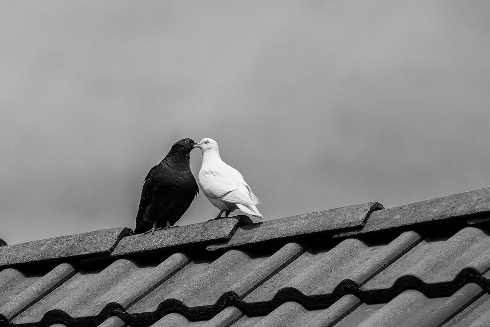 Photograph by Tonova Vania