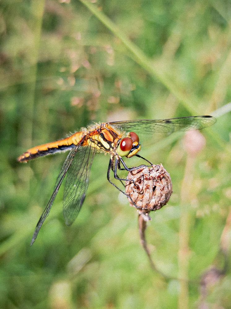 Фотография автора Сергей Суриков