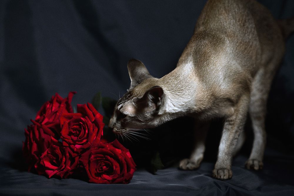 Photograph by Наталья Цуканова