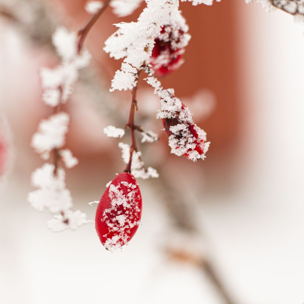 Photograph by Анна Селянкина