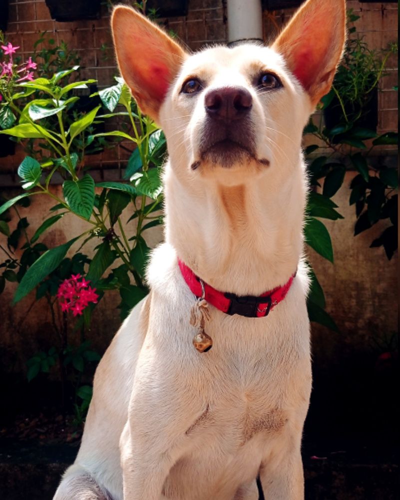 Photograph by Sneha Thomas