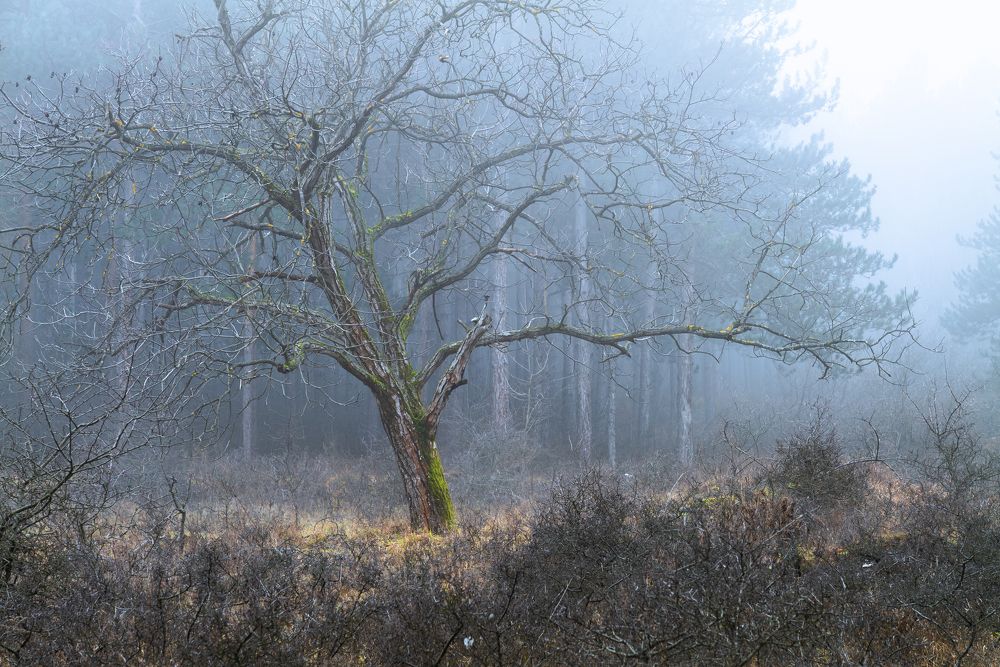 Photograph by Konstantin Stoianov