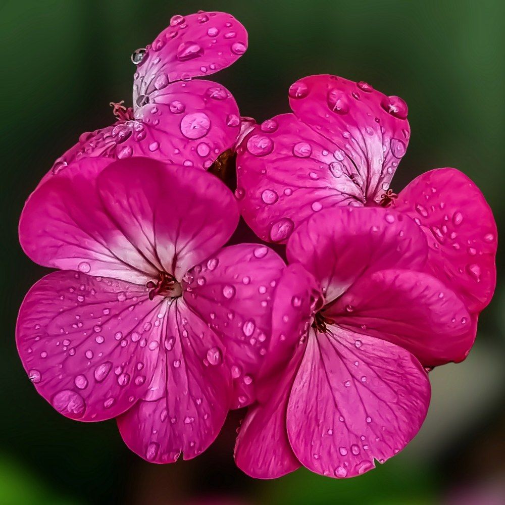 Photograph by Dmitrijs Babakovs